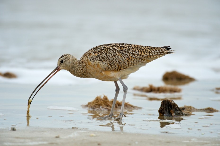 Curlew Feeding Bob Rehak Photography